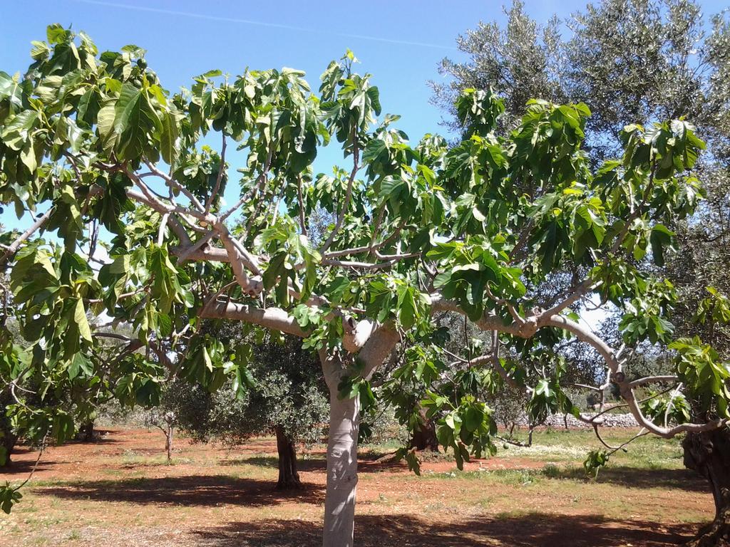 شقة La Collina Degli Ulivi فاسانو المظهر الخارجي الصورة