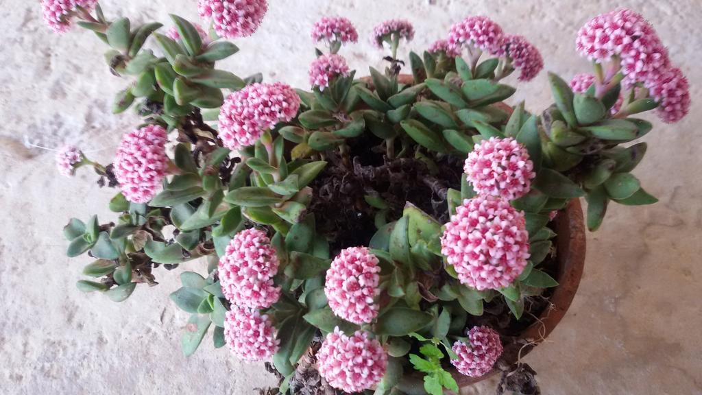 شقة La Collina Degli Ulivi فاسانو المظهر الخارجي الصورة