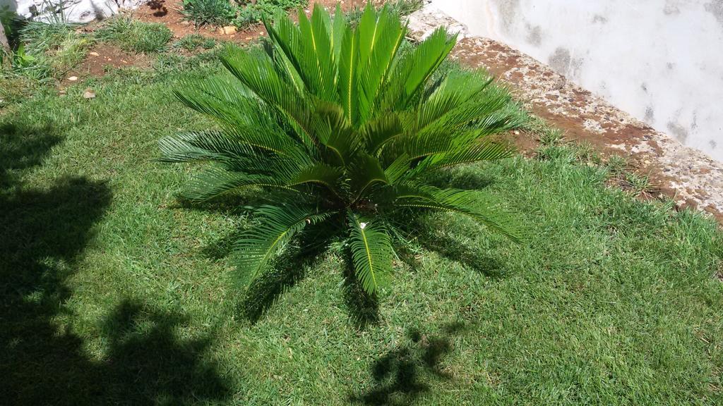 شقة La Collina Degli Ulivi فاسانو المظهر الخارجي الصورة