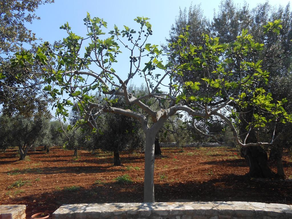شقة La Collina Degli Ulivi فاسانو المظهر الخارجي الصورة