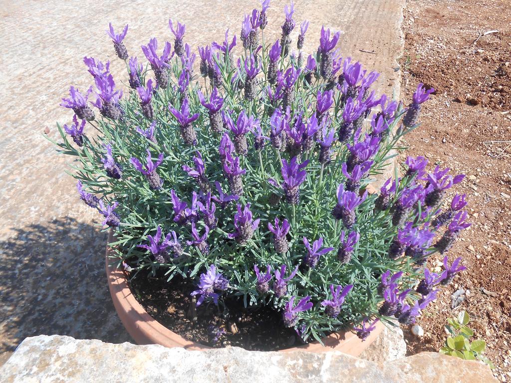 شقة La Collina Degli Ulivi فاسانو المظهر الخارجي الصورة