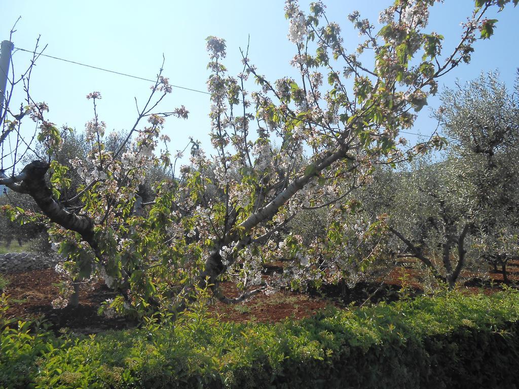 شقة La Collina Degli Ulivi فاسانو المظهر الخارجي الصورة